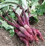 photo: You can buy Beets, Cylindra, Heirloom, 100 Seeds, Tender N Sweet, Cylindrical Shape online, best price $2.99 ($0.03 / Count) new 2024-2023 bestseller, review