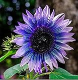 photo: You can buy Sunflower Seeds for Planting 50 Pcs Seeds Rare Exotic Purple Garden Seeds Sunflowers online, best price $9.90 ($0.20 / Count) new 2024-2023 bestseller, review