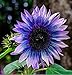 photo Sunflower Seeds for Planting 50 Pcs Seeds Rare Exotic Purple Garden Seeds Sunflowers 2024-2023