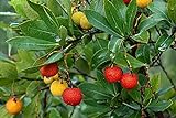 photo: You can buy 50+ Strawberry Tree Seeds - Arbutus unedo - Non-GMO Seeds, Grown and Shipped from Iowa. Made in USA online, best price $9.98 new 2024-2023 bestseller, review