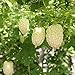 foto 80Piezas Calabaza Amarga Semillas Especies Raras Calabaza Amarga Blanca Jardín Terraza Patio Decoración Fácil De Cuidar Adecuado Para Plantar Para Principiantes Y Jardineros 2024-2023