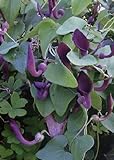 foto: jetzt TROPICA - Andalusische Gespensterpflanze (Aristolochia baetica) - 10 Samen Online, bester Preis 3,25 € neu 2024-2023 Bestseller, Rezension