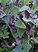 foto TROPICA - Andalusische Gespensterpflanze (Aristolochia baetica) - 10 Samen 2022-2021