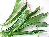 photo: You can buy 100 Seeds Culantro Seeds, Recao, A. K. A; Vietnamese Coriander, Thai Parsley, Ngo Gai, Shadon Beni online, best price $2.89 ($0.03 / Count) new 2024-2023 bestseller, review