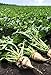 photo Pelleted-Sugar Beet Seeds - Good yields of Large 3 lb Sugar Beets.Great Tasting!(25 - Seeds) 2024-2023