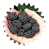 foto: comprar Moras gigantes/aprox. 50 semillas/alto contenido vitamínico/bajo en calorías. on-line, mejor precio 3,99 € nuevo 2024-2023 éxito de ventas, revisión