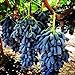 foto 100 piezas semillas de uva raro familia Heirloom fruta Natural cultivo escalada especies hogar jardín necesario no GMO fresco esfuerzo 2024-2023