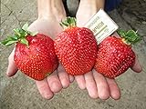 photo: You can buy CEMEHA SEEDS - Giant Strawberry Fresca Everbearing Berries Indoor Non GMO Fruits for Planting online, best price $11.95 ($0.60 / Count) new 2024-2023 bestseller, review