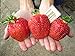 photo CEMEHA SEEDS - Giant Strawberry Fresca Everbearing Berries Indoor Non GMO Fruits for Planting 2023-2022