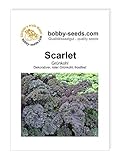 foto: jetzt Kohlsamen Scarlet Grünkohl Portion Online, bester Preis 1,75 € neu 2024-2023 Bestseller, Rezension