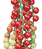 photo: You can buy Burpee Super Sweet 100' Hybrid Cherry Tomato, 50 Seeds online, best price $7.67 new 2024-2023 bestseller, review