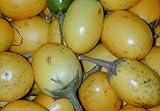 foto: jetzt 5 Samen Solanum ferox - Aubergine de Siam, essbare Früchte Online, bester Preis 2,00 € neu 2024-2023 Bestseller, Rezension