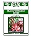photo Early Wonder Beet Seeds - 100 Seeds Non-GMO 2023-2022