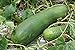 photo 20 Organic Huge Chinese Asian Winter Melon Seeds Wax Gourd - Seed from Year 2021 USA 2024-2023