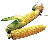 photo: You can buy Burpee Illini Xtra Sweet Hybrid (Sh2) Sweet Corn Seeds 800 seeds online, best price $14.98 new 2024-2023 bestseller, review