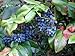 photo Oregon Holly Grape, Mahonia aquifolium, Shrub Seeds (Edible, Fall Color, Hardy) 20 2024-2023