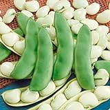 photo: You can buy Seed Needs, Henderson Lima Bush Bean (Phaseolus vulgaris) Bulk Package of 150 Seeds Non-GMO online, best price $7.49 new 2024-2023 bestseller, review