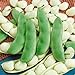 photo Seed Needs, Henderson Lima Bush Bean (Phaseolus vulgaris) Bulk Package of 150 Seeds Non-GMO 2022-2021