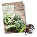 foto BIO Brokkoli Samen (Calabrese) - Brokkoli Saatgut aus biologischem Anbau ideal für die Anzucht im Garten, Balkon oder Terrasse 2024-2023