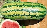 photo: You can buy 25 Garrisonian Watermelon Seeds | Non-GMO | Heirloom | Instant Latch Fresh Garden Seeds online, best price $5.95 new 2024-2023 bestseller, review
