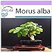 foto SAFLAX - Morera blanca - 200 semillas - Morus alba 2024-2023