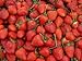 foto Erdbeeren 1500+ Samen *Großfruchtig/Süß/Wohlschmeckend* -Super Ertrag und Winterhart- 2024-2023