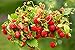 foto Semillas de fresa fresa regina - Fragaria vesca - 320 semillas 2024-2023
