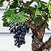 foto 85 Stück Bonsai Zwerg Mini Traubenkerne Köstliche Obstpflanze Garten Balkon Dekor Garten Pflanzensamen Traubenkerne 2024-2023