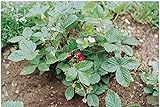 photo: You can buy David's Garden Seeds Fruit Strawberry Alexandria FBA 1015 (Red) 100 Non-GMO, Heirloom Seeds online, best price $7.45 new 2024-2023 bestseller, review