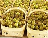 photo: You can buy HEIRLOOM NON GMO Giant SCUPPERNONG White Muscadine 5 seeds online, best price $13.50 new 2024-2023 bestseller, review