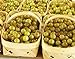 photo HEIRLOOM NON GMO Giant SCUPPERNONG White Muscadine 5 seeds 2024-2023