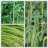 photo: You can buy Long Bean Seeds 30g Snake Yard-Long Asparagus Bean Red Noodle Pole Bean Garden Vegetable Green Fresh Chinese Seeds for Planting Outside Door Cooking Dish Taste Sweet Delicious online, best price $9.99 ($9.44 / Ounce) new 2024-2023 bestseller, review