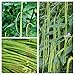 photo Long Bean Seeds 30g Snake Yard-Long Asparagus Bean Red Noodle Pole Bean Garden Vegetable Green Fresh Chinese Seeds for Planting Outside Door Cooking Dish Taste Sweet Delicious 2024-2023