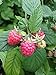 photo Polka Raspberry Bare Root - Non-GMO - Nearly THORNLESS - Produces Large, Firm Berries with Good Flavor - Wrapped in Coco Coir - GreenEase by ENROOT (2) 2024-2023