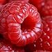photo 50 Seeds Jumbo RED Raspberry Bush Seeds Rubus Raspberries Sweet Fruit 2022-2021