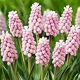 photo: You can buy 10 Muscari Pink Sunrise (Grape Hyacinth) online, best price $9.50 new 2024-2023 bestseller, review