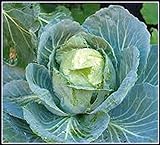 photo: You can buy 50+ Cabbage- Copenhagen Market Seeds, Heirloom, Non GMO Seed Tasty Healthy Veggie online, best price $2.29 ($0.05 / Count) new 2024-2023 bestseller, review