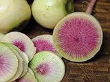 photo: You can buy 250+ Radish Seeds- Watermelon- Heirloom Variety by Ohio Heirloom Seeds online, best price $3.99 new 2024-2023 bestseller, review