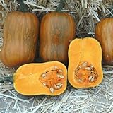 photo: You can buy Honeynut Squash Seeds - Grow from The Same Seeds As Farmers - Packaged and Sold by Harris Seeds / Garden Trends - Harris Seeds: Supplying Growers Since 1879 - USDA Certified Organic - 50 Seeds online, best price $7.20 new 2024-2023 bestseller, review
