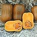 photo Honeynut Squash Seeds - Grow from The Same Seeds As Farmers - Packaged and Sold by Harris Seeds / Garden Trends - Harris Seeds: Supplying Growers Since 1879 - USDA Certified Organic - 50 Seeds 2024-2023