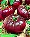 photo CEMEHA SEEDS - Black Prince Tomato Determinate Non GMO Vegetable for Planting 2022-2021