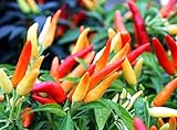photo: You can buy Tabasco Pepper Seeds - 3500 Scoville Pepper - B58 (60+ Seeds, or 1/2 Gram) online, best price $2.79 new 2024-2023 bestseller, review
