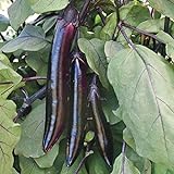 photo: You can buy Shikou Hybrid Eggplant Seeds (40 Seed Pack) online, best price $4.69 ($0.12 / Count) new 2024-2023 bestseller, review