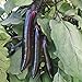 photo Shikou Hybrid Eggplant Seeds (40 Seed Pack) 2024-2023