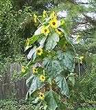photo: You can buy 15 Seeds (FF) King Kong Sunflower online, best price $20.00 new 2024-2023 bestseller, review