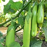 photo: You can buy Fingers - Green Eggplant Seeds - 2 g Packet ~450 Seeds - Non-GMO - Vegetable Garden - Solanum melongena online, best price $3.69 ($52.34 / Ounce) new 2024-2023 bestseller, review