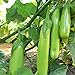photo Fingers - Green Eggplant Seeds - 2 g Packet ~450 Seeds - Non-GMO - Vegetable Garden - Solanum melongena 2023-2022