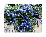 photo: You can buy 250 Heavenly Blue Morning Blooming Vine Seeds - Wonderful Climbing Heirloom Vine - Morning Glory Non GMO and Neonicotinoid Seed. Marde Ross & Company online, best price $12.99 ($0.05 / Count) new 2024-2023 bestseller, review
