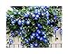 photo 250 Heavenly Blue Morning Blooming Vine Seeds - Wonderful Climbing Heirloom Vine - Morning Glory Non GMO and Neonicotinoid Seed. Marde Ross & Company 2023-2022