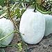 foto Semillas de melón de invierno 30+ Cera de ceniza Calabaza Verduras Semillas orgánicas de la herencia para el jardín del hogar Jardín al aire libre Plantación de la granja 2024-2023